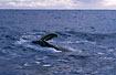 Humpback Whale roling in the surface