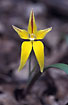 Photo ofCowslip Orchid (Caladenia flava). Photographer: 