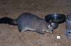 Possum curiously investigating for leftovers