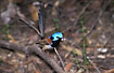 Variegated Fairy-Wren with insects in the bill