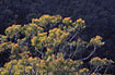 Eucalypt trees