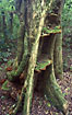 Rainforest tree with fungi