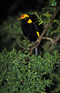 Photo ofRegent Bowerbird (Sericulus chrysocephalus). Photographer: 