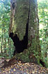 Hollow tree in the rainforest