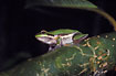Tree frog in the rainforest
