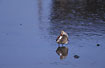 Photo ofCommon Redshank (Tringa totanus). Photographer: 
