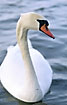 Mute Swan up close