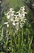 Photo ofGreen-winged Orchid (Orchis morio). Photographer: 