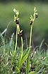 Fly orchids