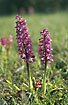 Photo ofEarly-purple Orchid (Orchis mascula). Photographer: 