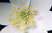 Wood Anemones up close showing the stamens and stigmas