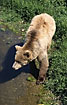 Brown Bear at the water edge (captive animal)