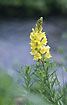 Toadflax with a stream in the background
