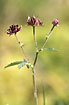 Foto af Kragefod (Potentilla palustris). Fotograf: 