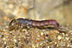 A red caddisfly larva - notice the long abdominal claws