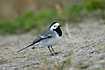 White Wagtail on a slope