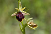 Photo ofMammose Ophrys (Ophrys mammosa). Photographer: 