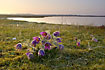 Pasqueflowers at the inlet at sunset
