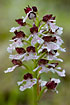 Close-up of Lady Orchid