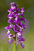 Close-up of an Early-purple Orchid