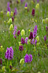 Orchids in numbers (Dactylorhiza sambucina and Orchis mascula)