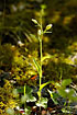 Foto af Hvidgul skovlilje (Cephalanthera damasonium). Fotograf: 