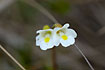 The delicat flowers of Alpine Butterwort