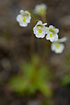 Photo ofAlpine Butterwort (Pinguicula alpina). Photographer: 