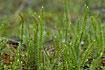 Group of Clubmoss in a sandy environment