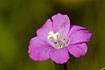 Pink flower with a caracteristik stigma