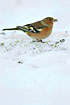 Chaffinch in the white snow