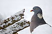 Wood Pigeon in snowy landscape