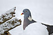 Wood Pigeon in snow