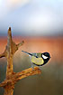 Great Tit on branch