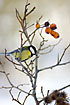 Great Tit and berries