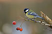 Great Tit on berries