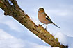 Chaffinch on snowcovered log