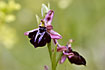 Foto af Grsk Ophrys (Ophrys spruneri). Fotograf: 