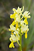 Sparsely-flowered Orchid
