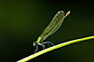 Photo ofBanded Demoiselle (Calopteryx splendens). Photographer: 