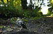 Young of Chaffinch, that still cannot fly, is standing anxiously on the forest path
