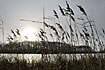 Low winter sun and reed at the lake