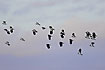 Lapwings in flight against a reddish evening sky