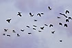 Lapwings in flight against a reddish evening sky