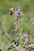 Foto af Lesbos-Ophrys (Ophrys lesbis). Fotograf: 