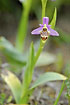 Umbilicate Bee-orchid/Woodcock orchid