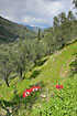 Red flowers in olive plantation