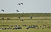 Geese in flight over the meadows of Mandoe