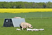 Large pig with piglets - freeland pigs