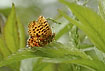Photo ofPearl-bordered Fritillary (Clossiana euphrosyne). Photographer: 